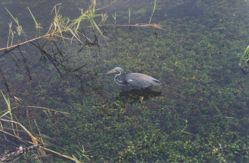 002-Everglades National Park.jpg